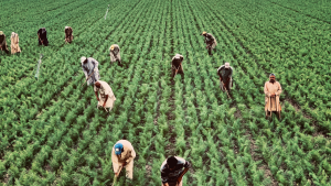 Farm worker jobs in Canada for foreigners