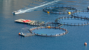 Aquaculture worker jobs in Canada for foreigners