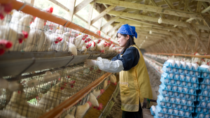 Poultry farm worker jobs in Canada for foreigners