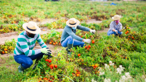 General farm worker jobs in Canada for foreigners