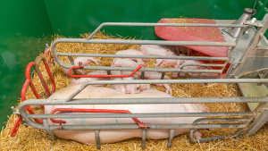 Farrowing technician jobs in Canada for foreigners