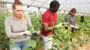 General farm worker jobs in Canada for foreigners