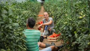 Vegetable farm worker jobs in Canada for foreigners