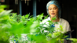 Cannabis trimmer jobs in Canada for foreigners