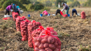 General farm labourer jobs in Canada for foreigners