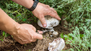 Mushroom picker jobs in Canada for foreigners