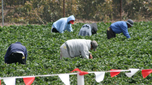 General Farm Labourer jobs in Canada for foreigners