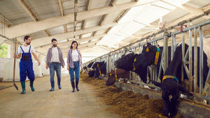 Dairy Farm Laborer Jobs in Canada for foreigners