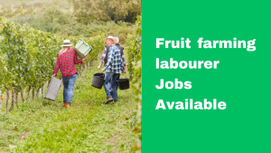 Fruit farming labourer jobs in Canada for foreigners