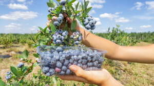 Fruit farm worker jobs in Canada for foreigners